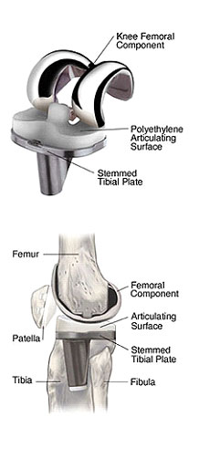 knee joint